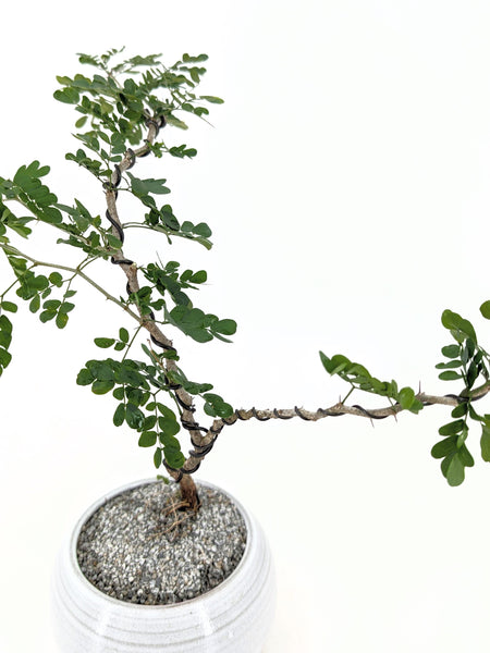 bonsai trees texas Texas Ebony Modern Bonsai