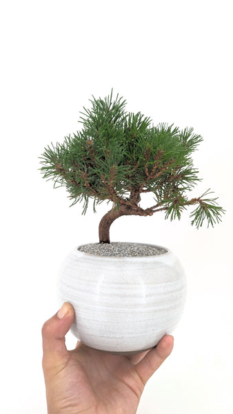 'Mugs' the Dwarf Mugo Pine