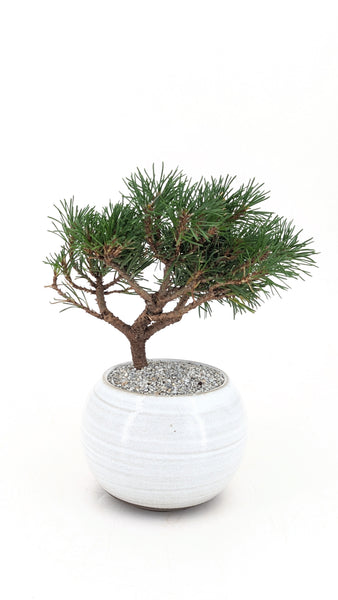 'Mugs' the Dwarf Mugo Pine