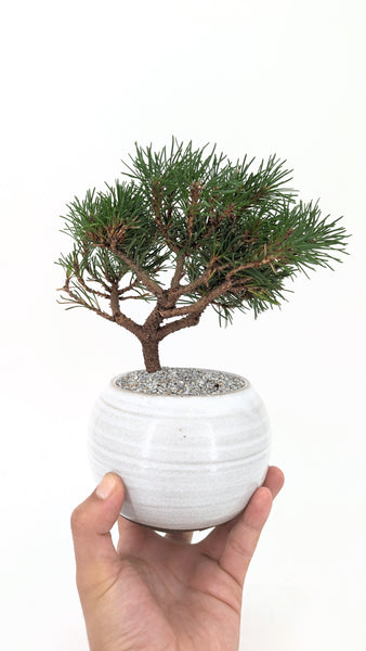 'Mugs' the Dwarf Mugo Pine