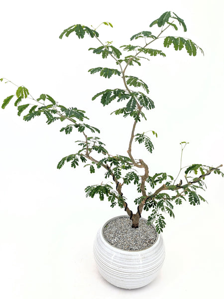 'Gilly' the Brazilian Rain Tree - #461