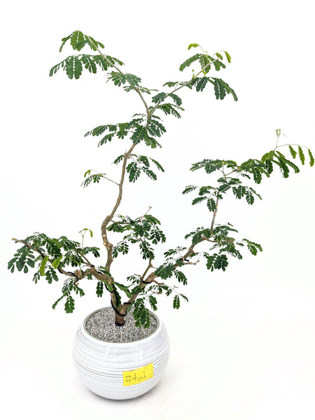 'Gilly' the Brazilian Rain Tree - #461