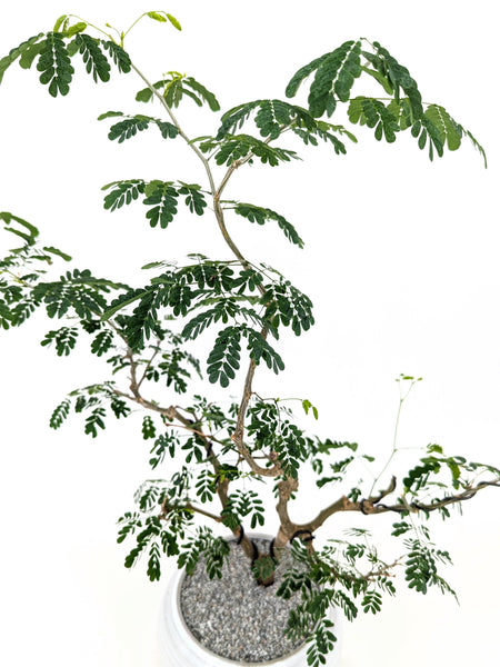 'Gilly' the Brazilian Rain Tree - #461