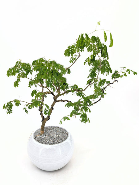 'Gilly' the Brazilian Rain Tree - #591