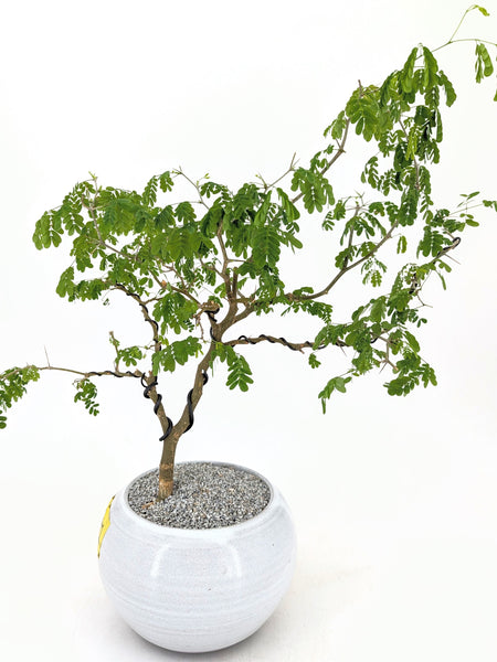 'Gilly' the Brazilian Rain Tree - #591