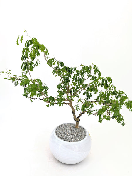 'Gilly' the Brazilian Rain Tree - #591