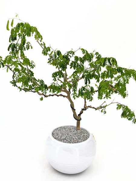 'Gilly' the Brazilian Rain Tree - #591