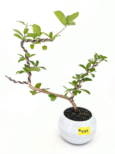 'Ayana' the Barbados Cherry - #479