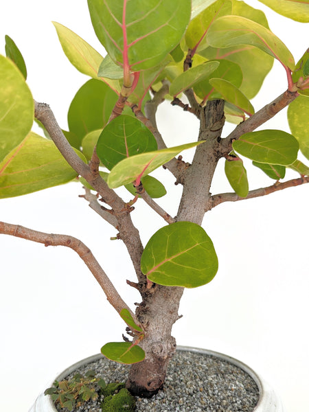 sea grape plant indoor Sea Grape Bonsai