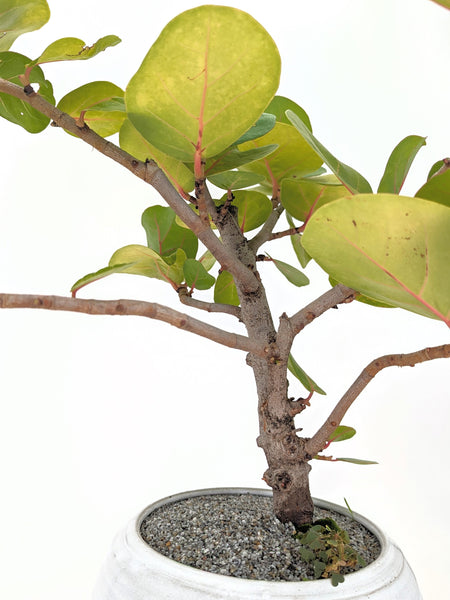 potted sea grape plant Sea Grape Bonsai