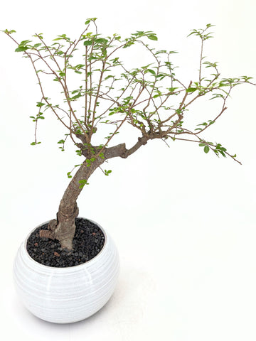 Chinese Elm Bonsai | The Bonsai Shop – Dandy Farmer