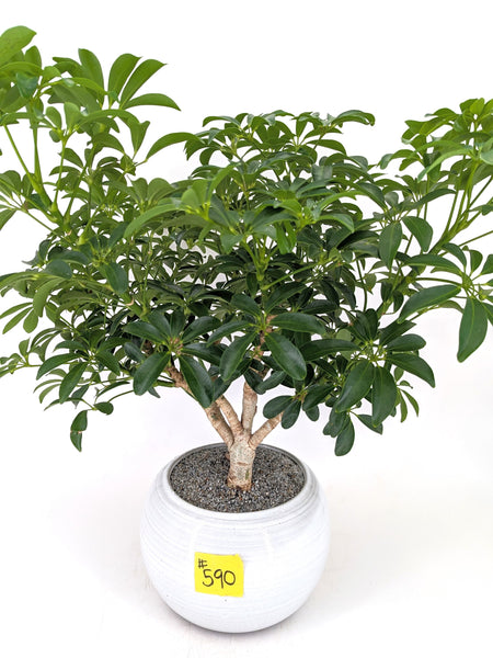 'Boba' the Dwarf Umbrella Tree - #590