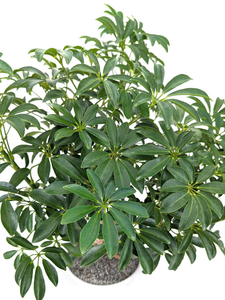 'Boba' the Dwarf Umbrella Tree - #590