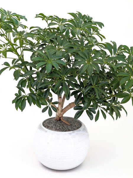 'Boba' the Dwarf Umbrella Tree - #590