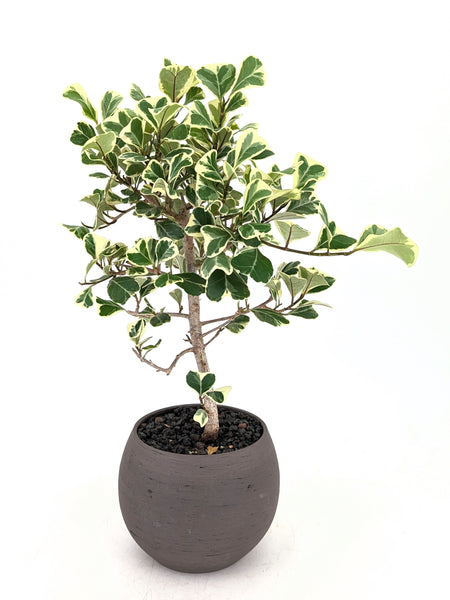 'Molly' the Variegated Triangle Ficus