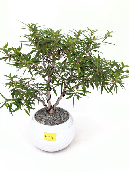 'Nene' the Willow Leaf Fig - #431