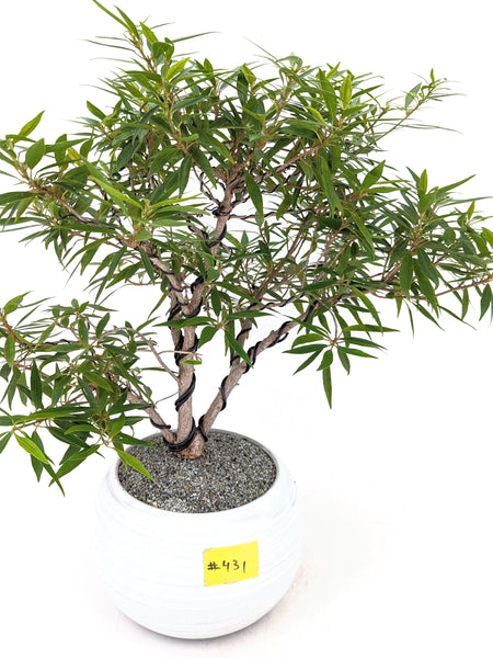 'Nene' the Willow Leaf Fig - #431