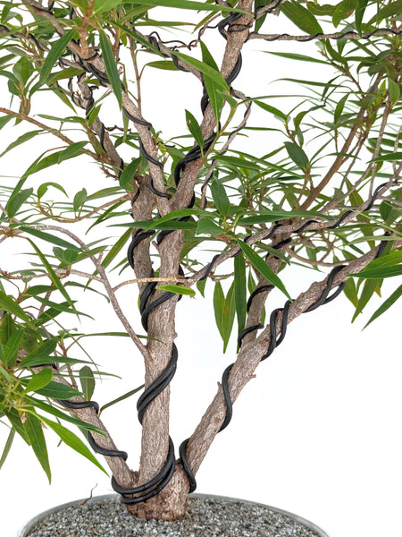 'Nene' the Willow Leaf Fig - #431