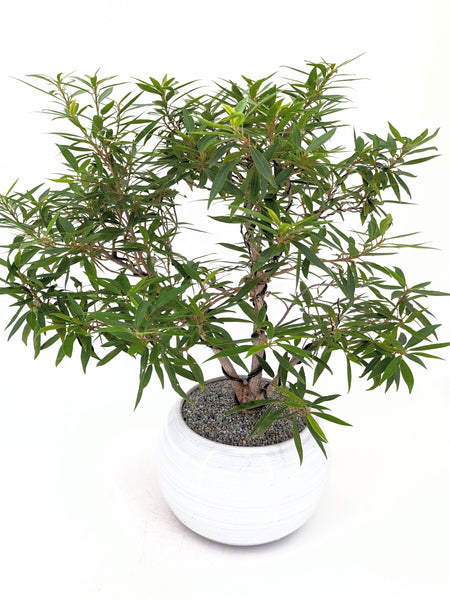 'Nene' the Willow Leaf Fig - #431