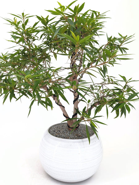 'Nene' the Willow Leaf Fig - #431