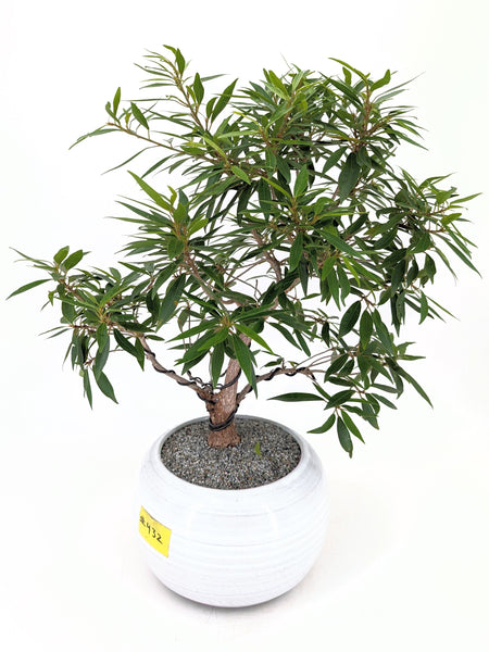 'Nene' the Willow Leaf Fig - #432