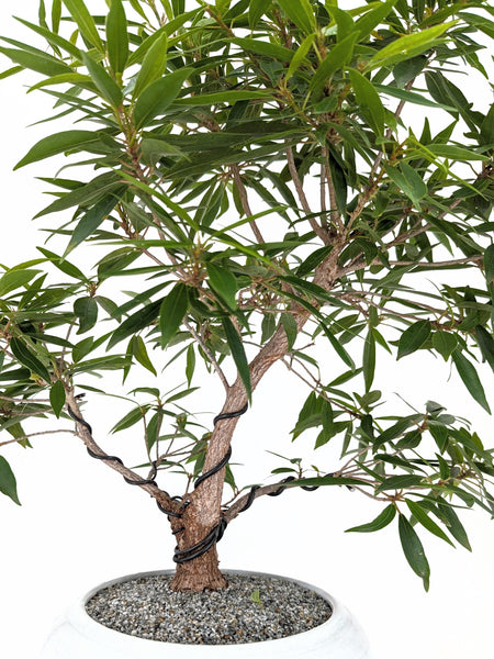 'Nene' the Willow Leaf Fig - #432