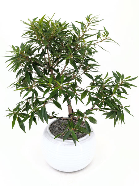 'Nene' the Willow Leaf Fig - #432