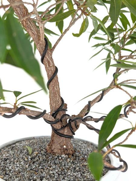 'Nene' the Willow Leaf Fig - #432