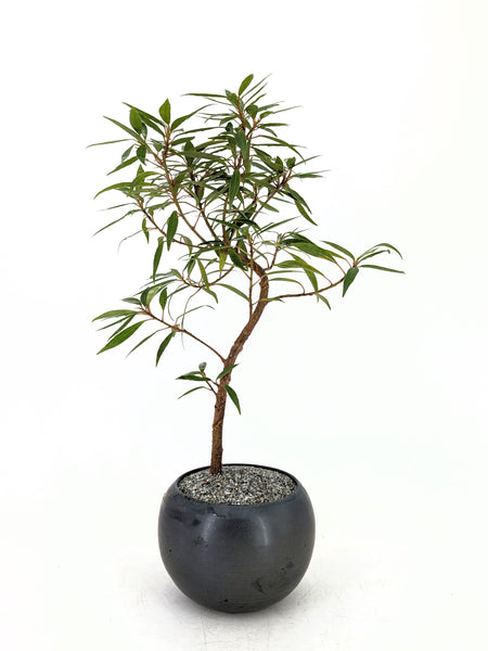 'Nene' the Willow Leaf Fig - #570