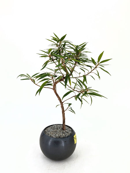 'Nene' the Willow Leaf Fig - #570