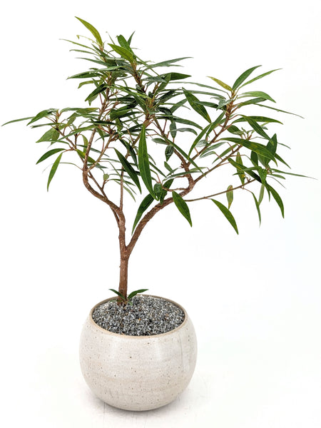 'Nene' the Willow Leaf Fig - #569