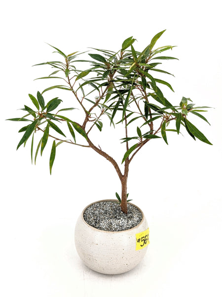 'Nene' the Willow Leaf Fig - #569