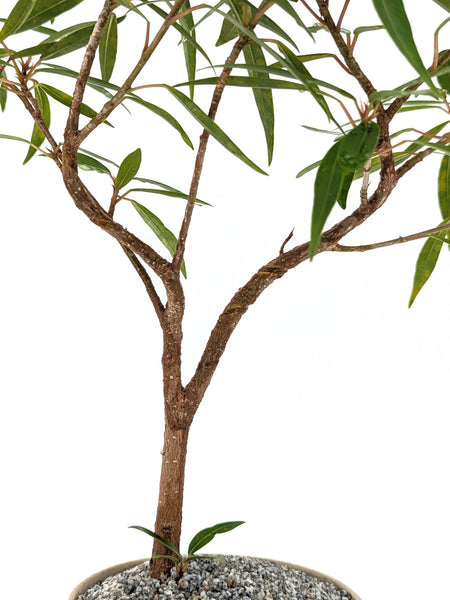 'Nene' the Willow Leaf Fig - #569