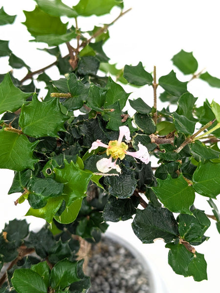 'Holly' the Dwarf Holly