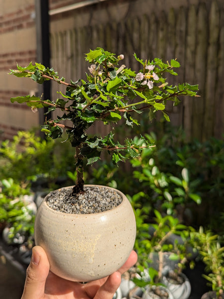 'Holly' the Dwarf Holly