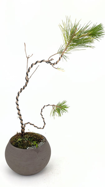 'Fred' the Japanese Black Pine - #646