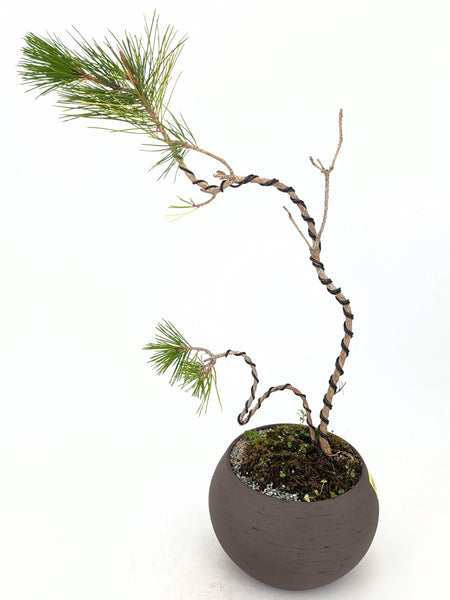 'Fred' the Japanese Black Pine - #646