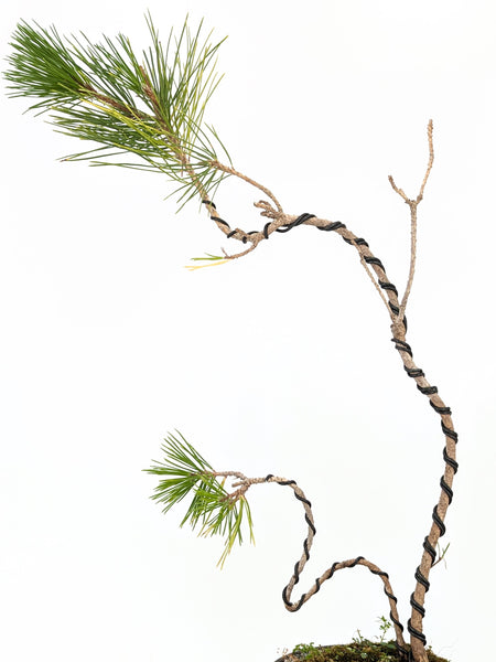 'Fred' the Japanese Black Pine - #646