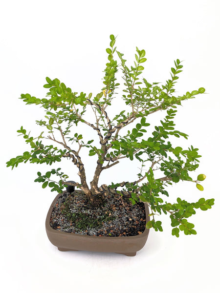 'Roxy' the English Boxwood - #647