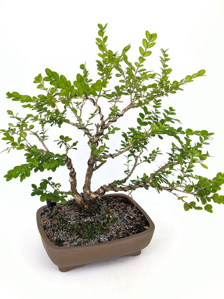 'Roxy' the English Boxwood - #647