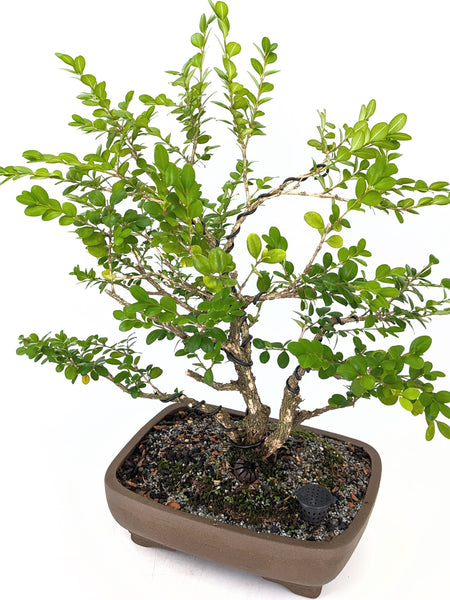 'Roxy' the English Boxwood - #647