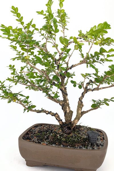 'Roxy' the English Boxwood - #647