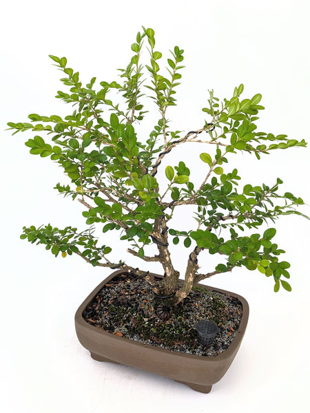 'Roxy' the English Boxwood - #647