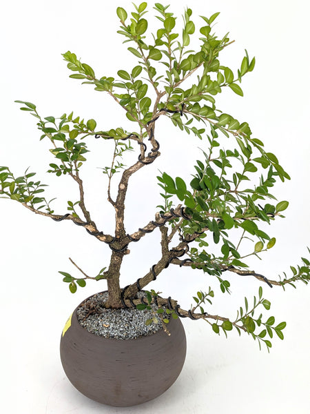 'Roxy' the English Boxwood - #648