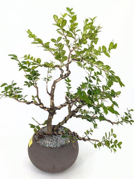 'Roxy' the English Boxwood - #648