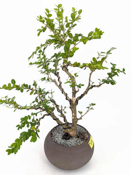 'Roxy' the English Boxwood - #648