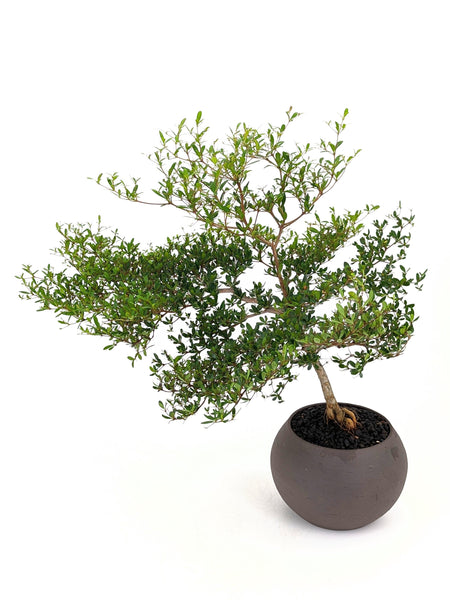 'Dora' the Spiny Black Olive