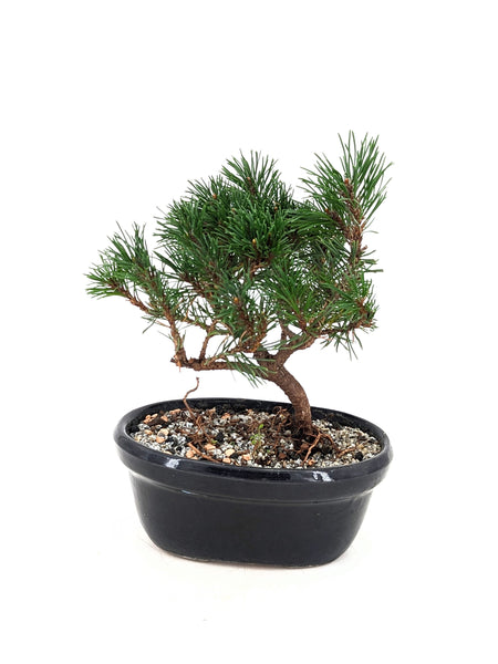 'Mugs' the Dwarf Mugo Pine - #659