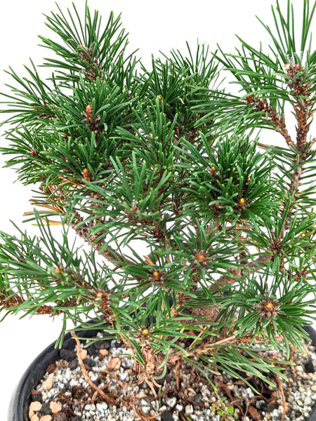 'Mugs' the Dwarf Mugo Pine - #659