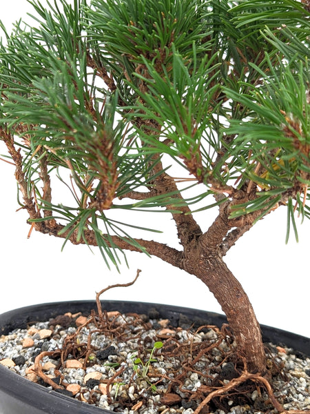 'Mugs' the Dwarf Mugo Pine - #659